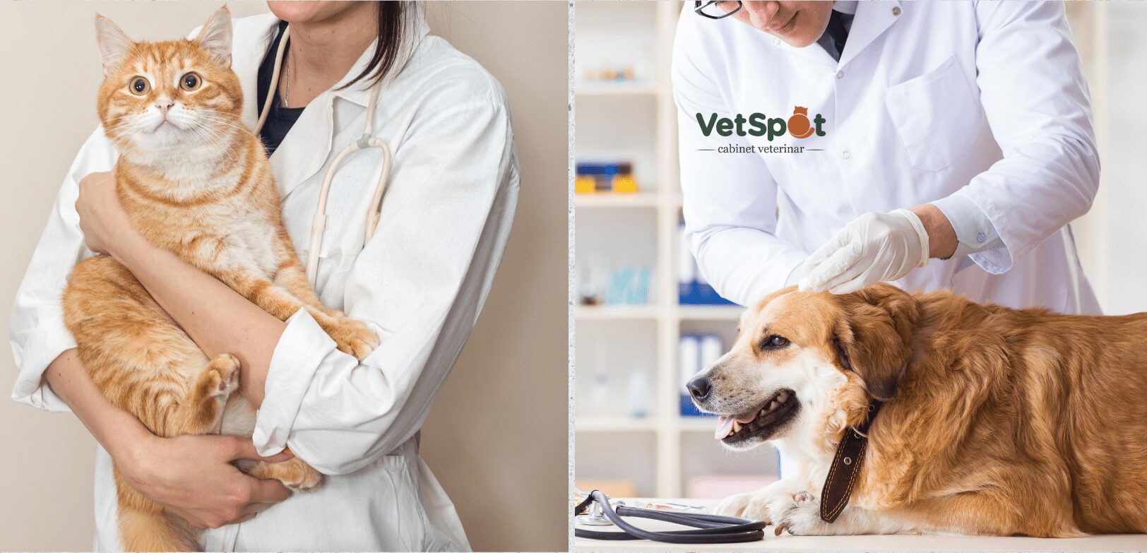 VetSpot Sector 4 Bucuresti