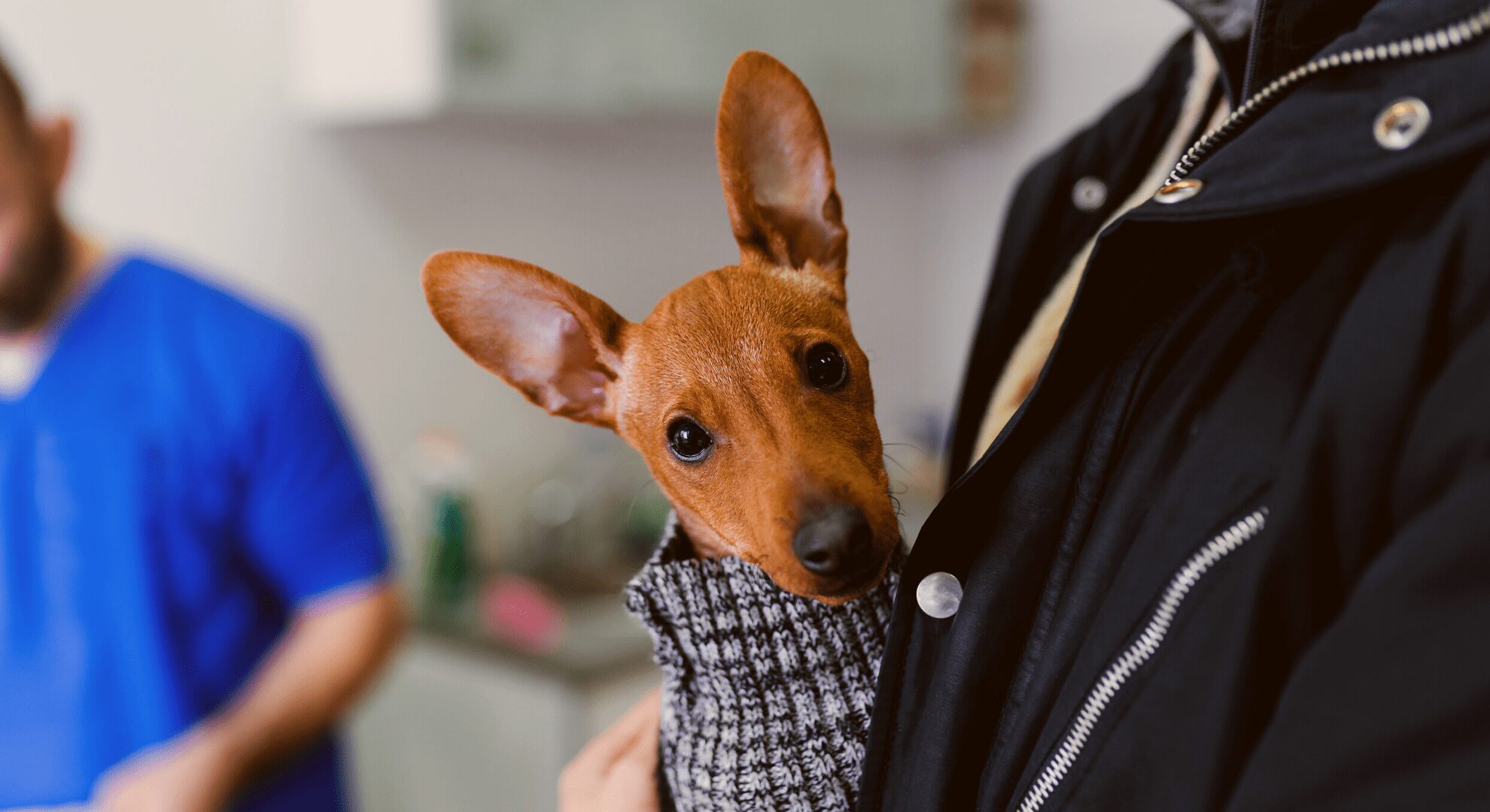 Cabinetul veterinar VetSpot