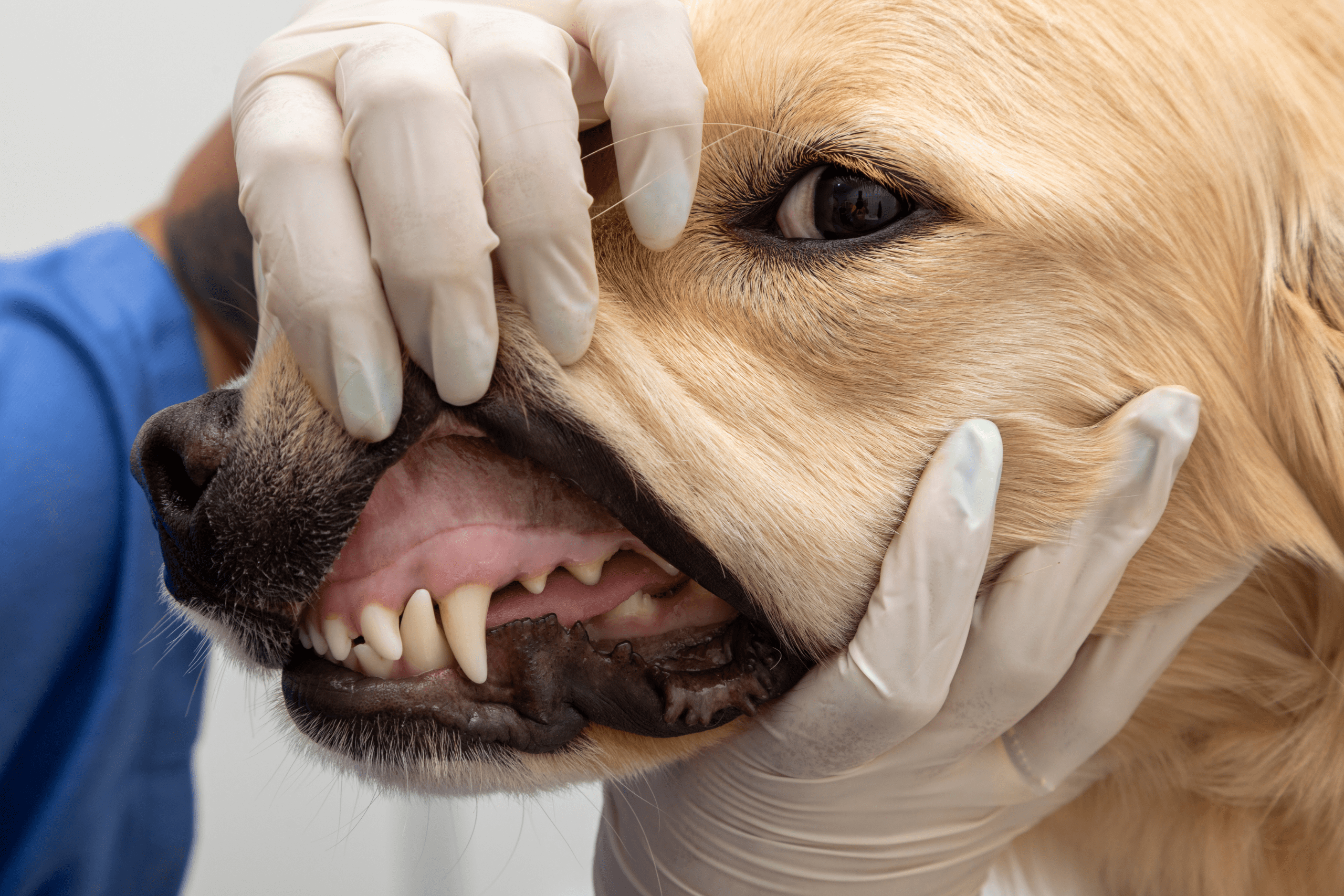 Stomatologie veterinara