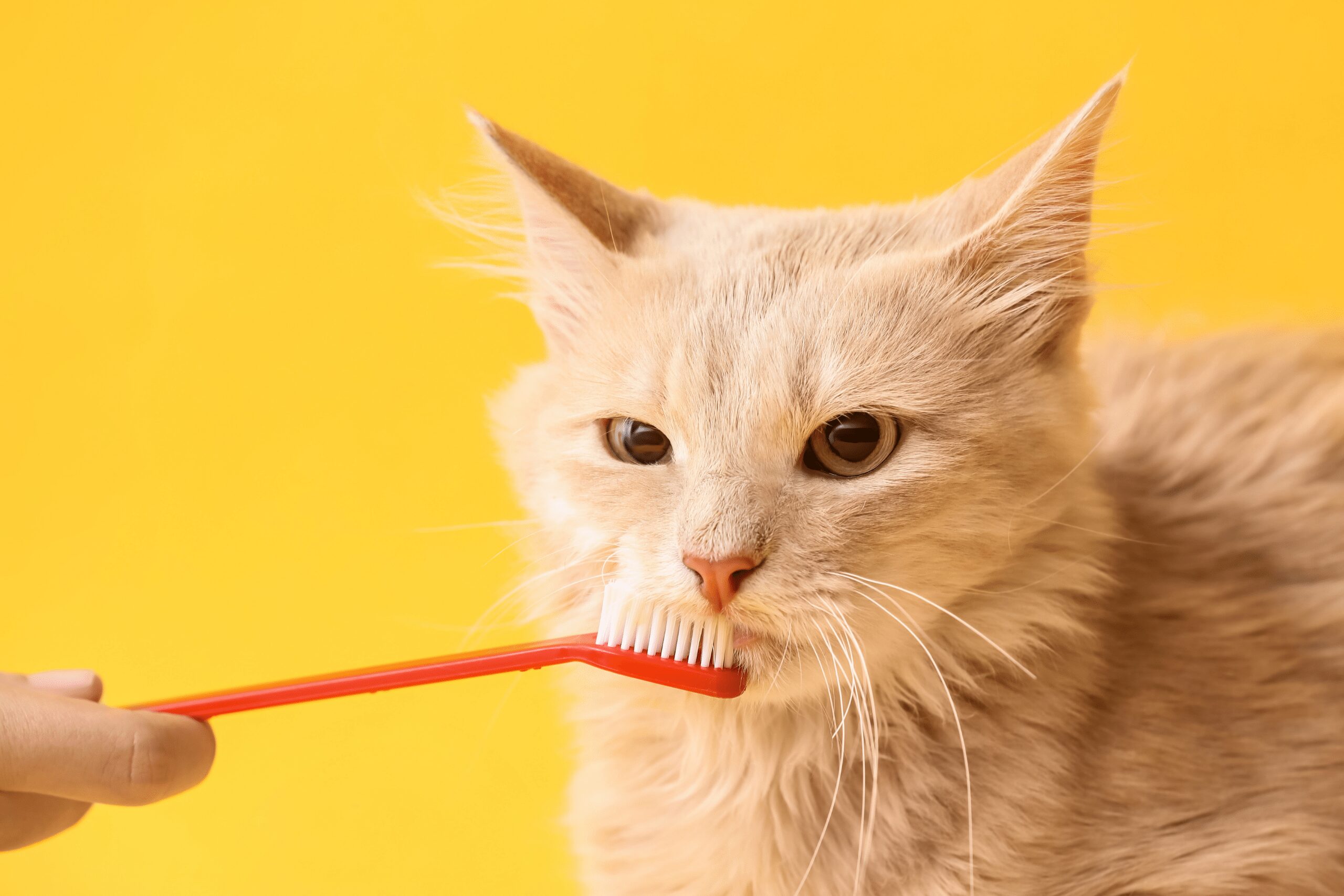 Problemele dentare la pisici
