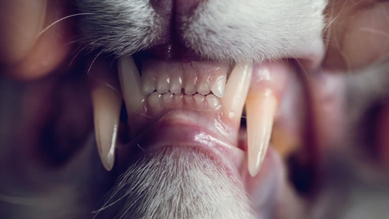 Resorbtia dentara la pisici (FORL)
