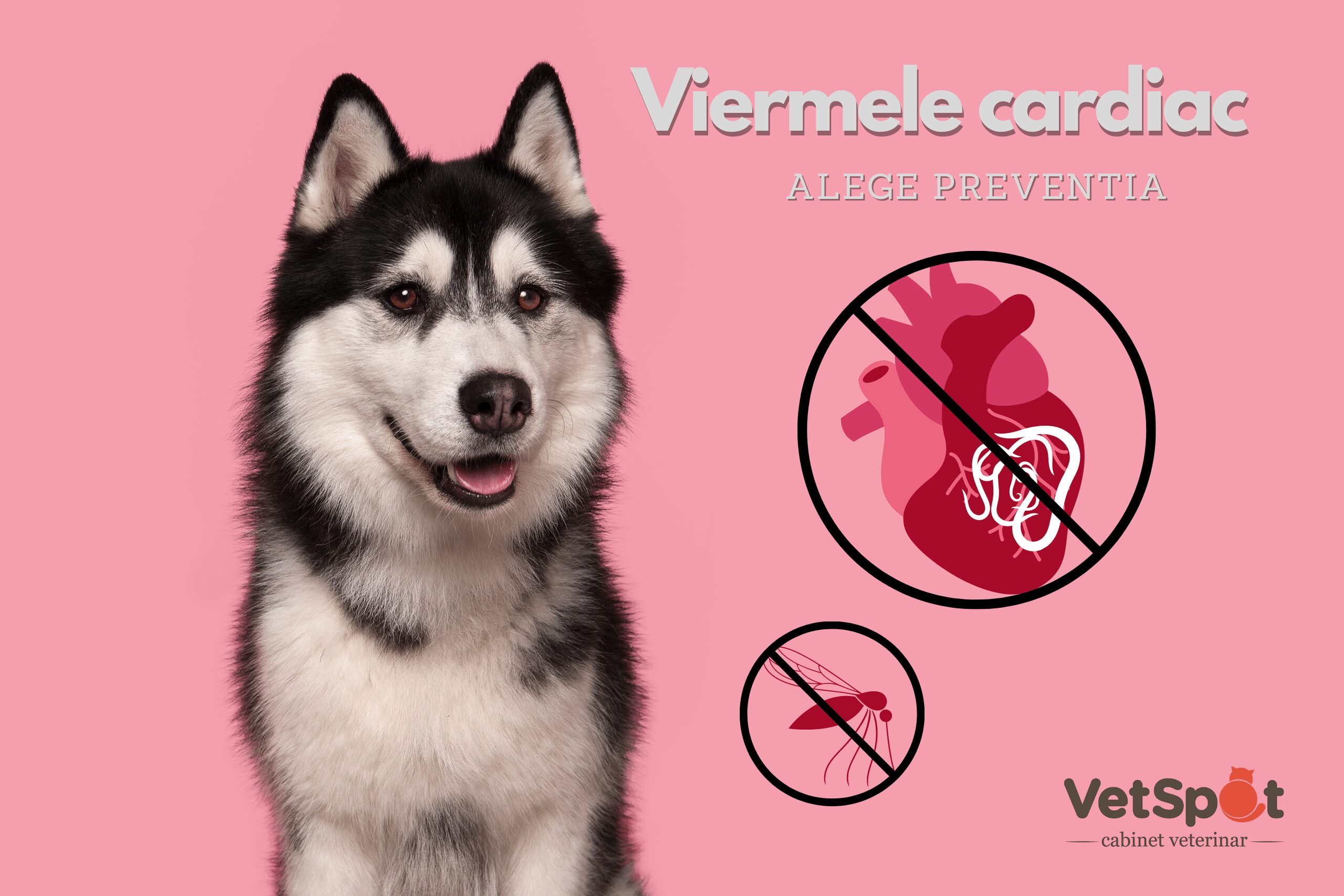 Viermele cardiac: Cum ne protejam cainele?