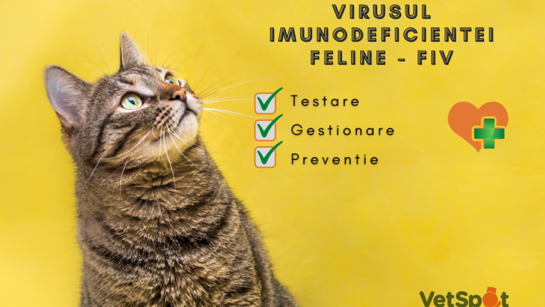 Virusul imunodeficientei feline – FIV