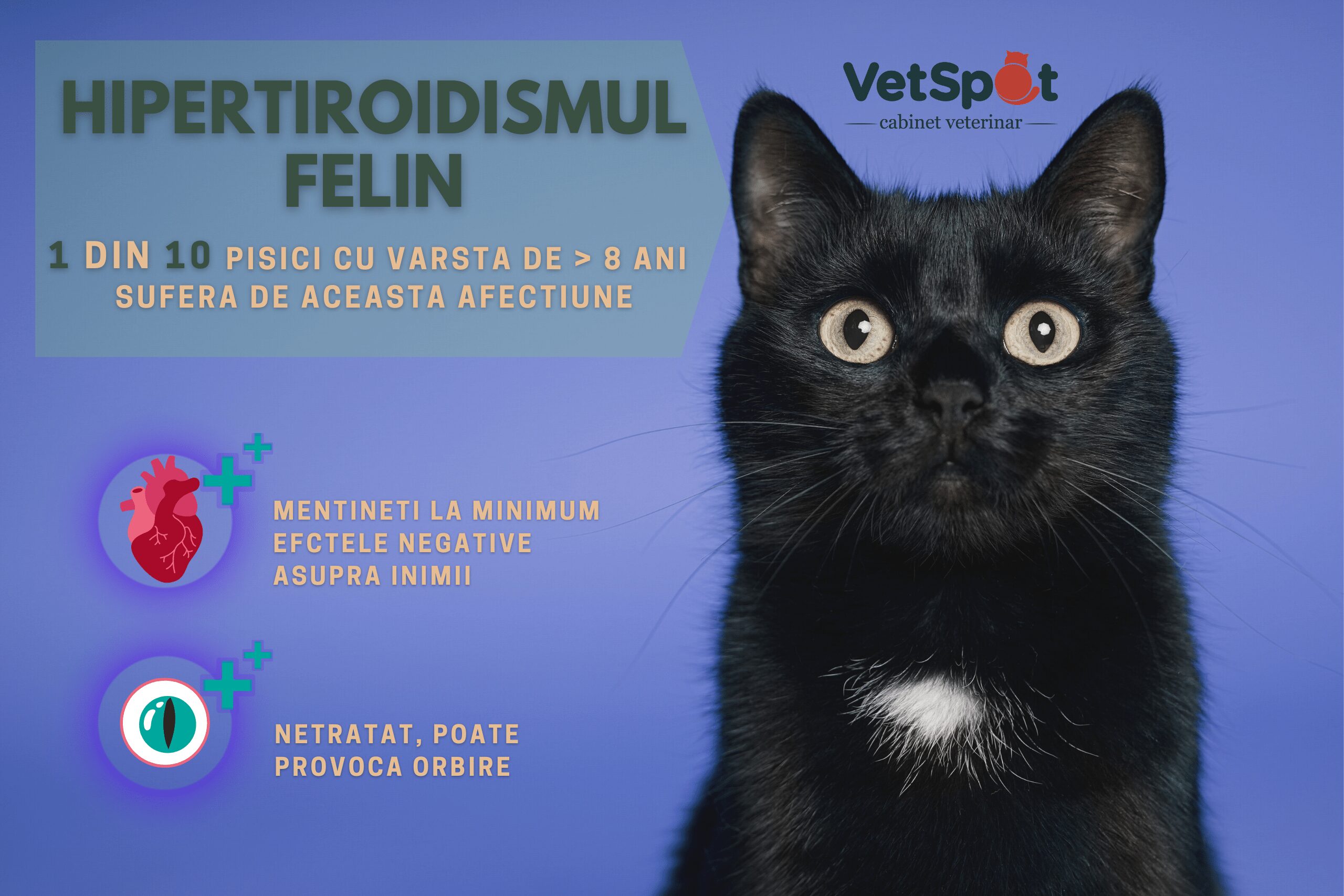 Hipertiroidismul felin