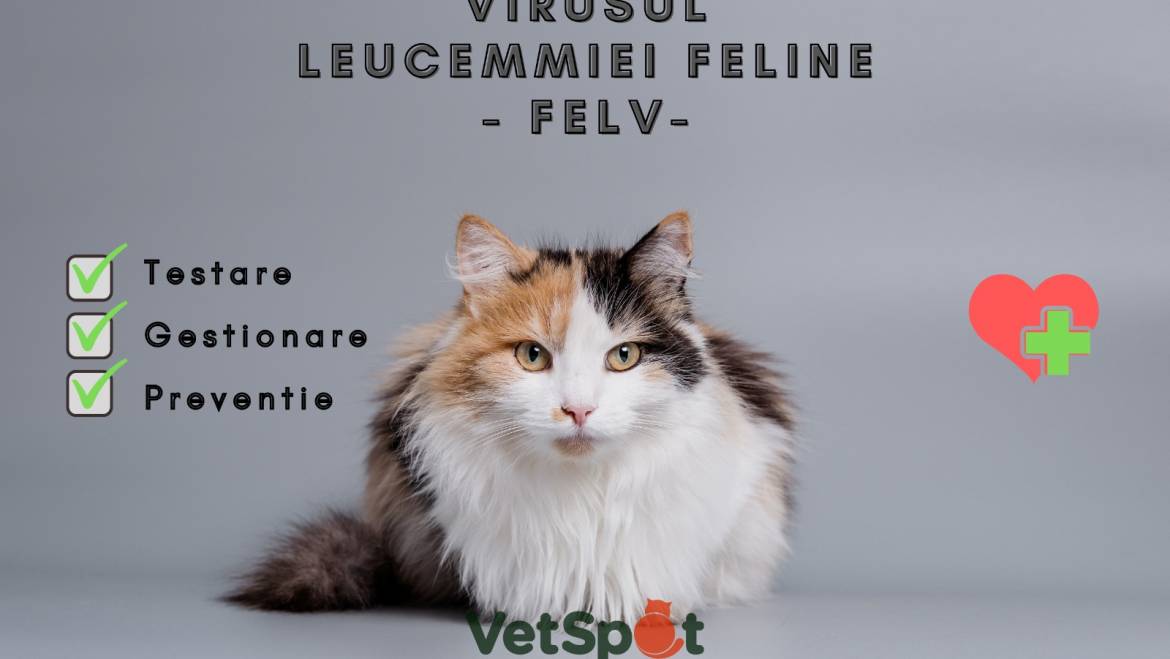 Virusul leucemiei feline – FeLV