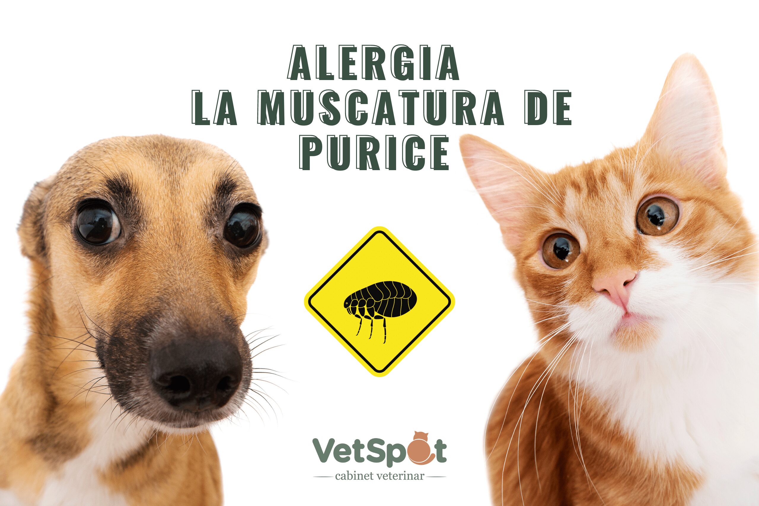 Alergia la muscatura de purice